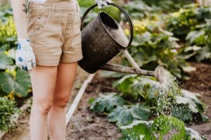 raised beds